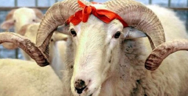 18-05/09/2018-kurbanlik-bayrami-ne-zaman