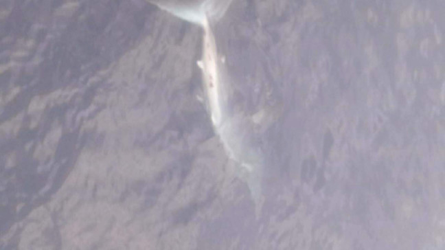 18-05/20/marmaris-aciklarinda-gorulen-kopek-baligi-saskinlik-yaratti_4061_dhaphoto2