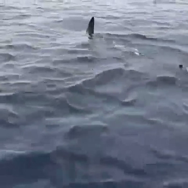 18-05/20/marmaris-aciklarinda-gorulen-kopek-baligi-saskinlik-yaratti_4061_dhaphoto4