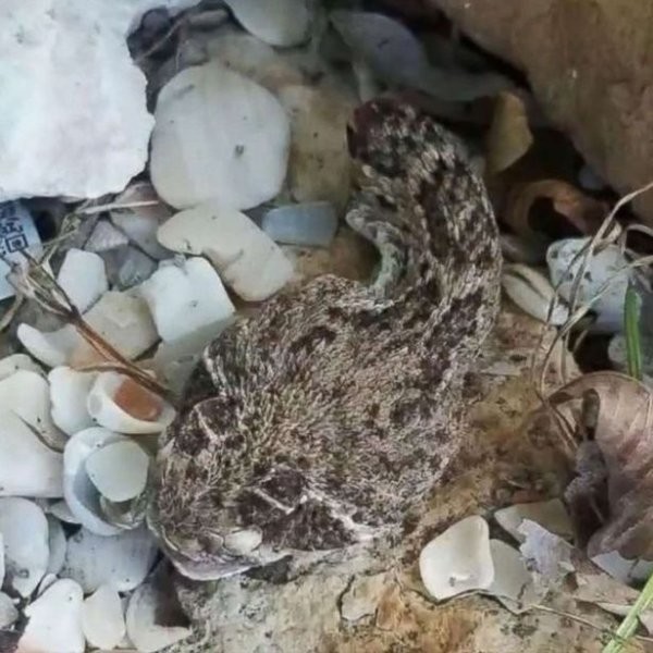 18-06/07/0-1528374248