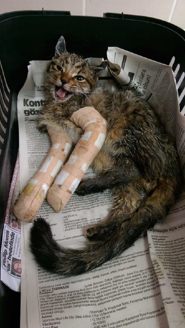 18-06/21/20180621_2_31026238_34881280