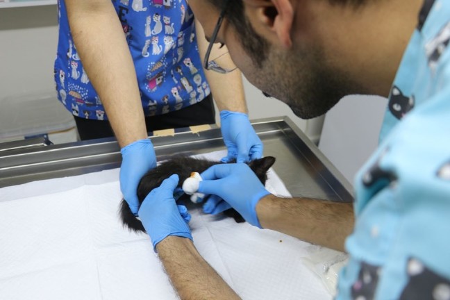 18-06/28/2-1530197493