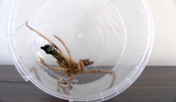 18-06/28/2-1530201437