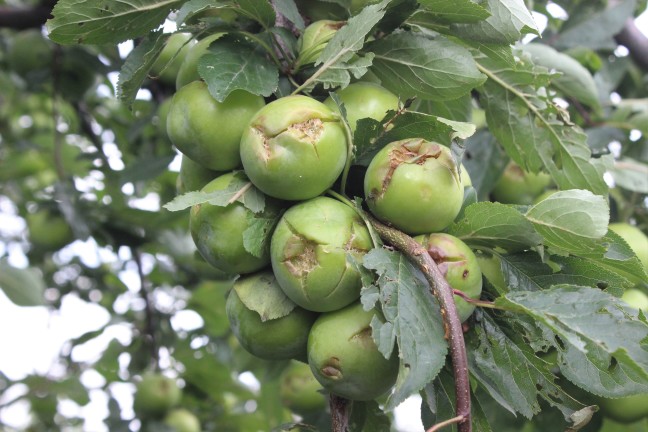 18-06/29/aw431276_03