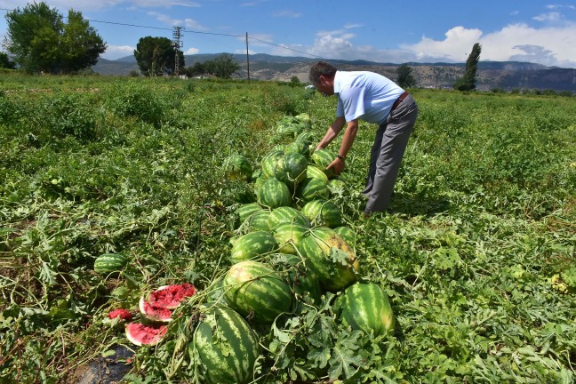 18-06/29/olumsuz-hava-sartlari-karpuz-fiyatlarini-vurdu_4930_dhaphoto11