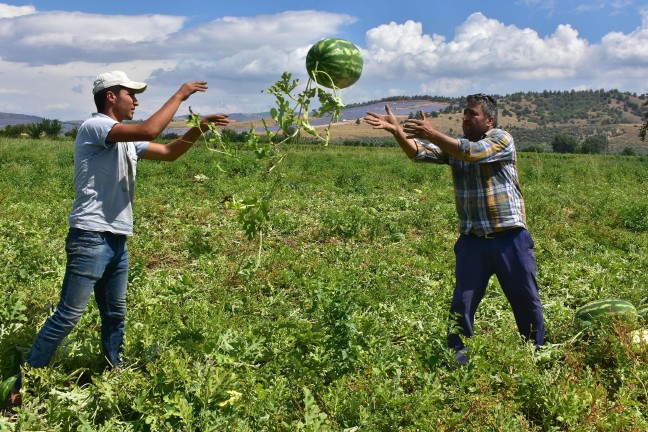 18-06/29/olumsuz-hava-sartlari-karpuz-fiyatlarini-vurdu_4930_dhaphoto2
