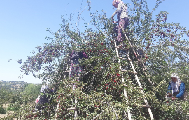 18-07/09/screenshot_3