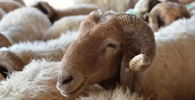 18-07/11/kurban-bayrami-tatili-1531302840