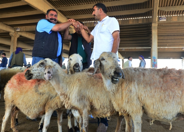 18-07/17/kurbanliklar-gorucuye-cikti-2