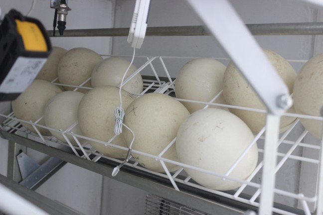 18-07/30/aw455845_08