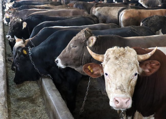 18-07/31/6-1533030590