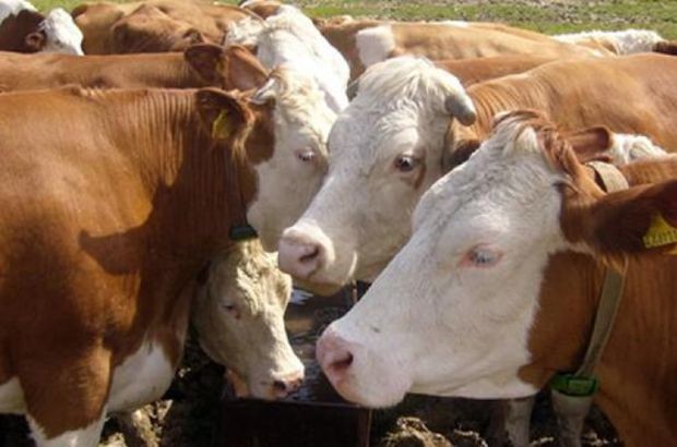 18-08/11/2093965_620x410