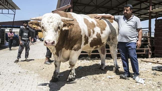 18-08/16/3-1534419559