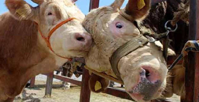 18-08/20/kurban-ayrami-onemi