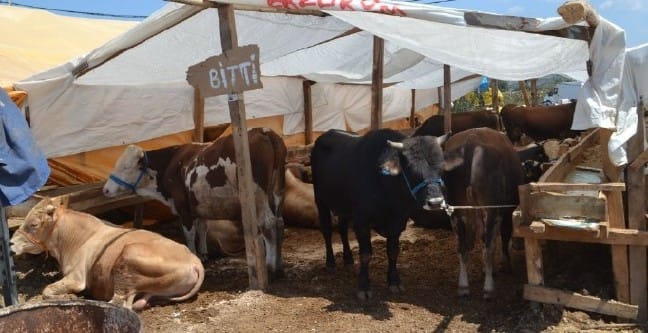 18-08/20/kurban-bitti