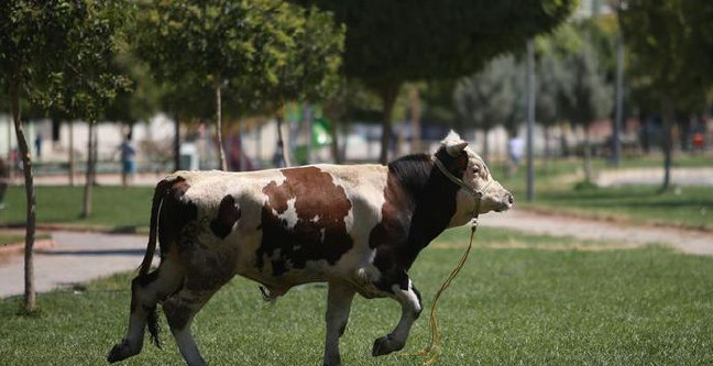 18-08/20/kurban-namazi