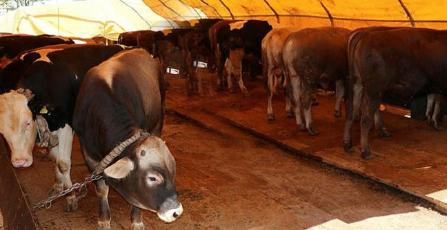 18-08/20/kurban-ne-zaman-kesilir-1534746993