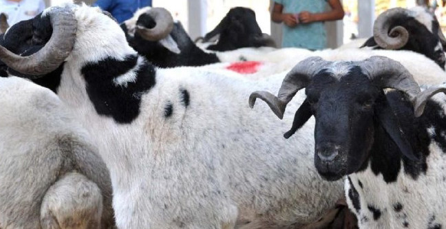 18-08/21/kurban-vekaleti