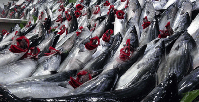 18-09/24/kestane-karasi-palamut