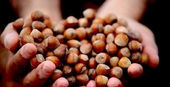 18-10/26/2018-guncel-findik-fiyatlari