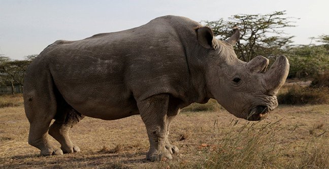 18-12/14/gergedan-virusu