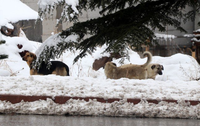 19-01/06/20190106_2_34279746_40492664