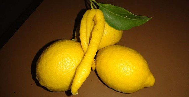 19-02/17/biber-limon.jpg
