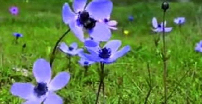 19-02/19/cemre-dusmesi