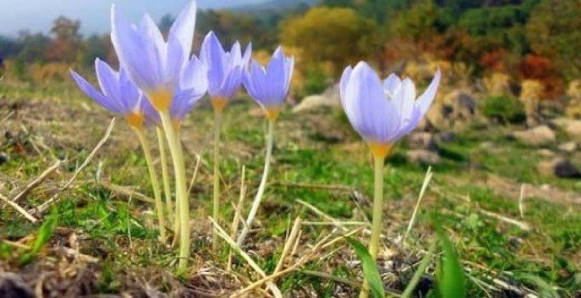 19-02/19/ikinci-cemre