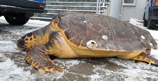 19-02/24/basliksiz-1-1550992656