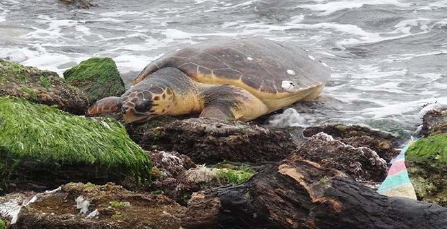 19-02/24/basliksiz-1-1550992703