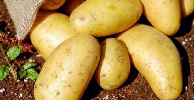 19-03/07/patates-dikimi-yasaklandi