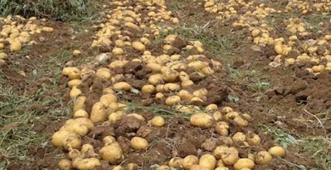 19-03/07/patates-yasak