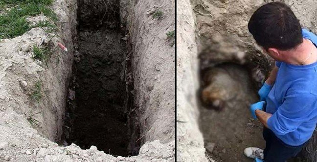 19-04/11/kopek-1554989715