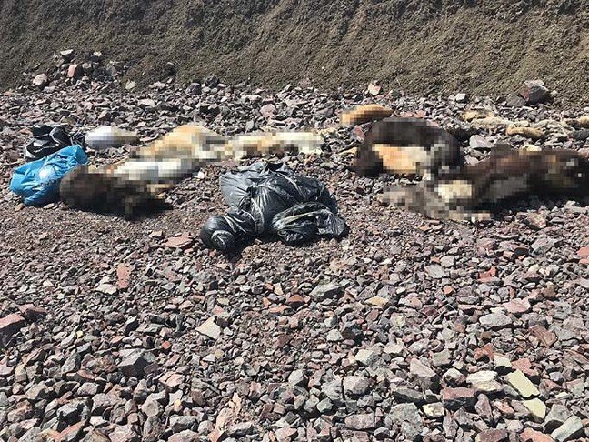 19-04/13/20190413_2_35969841_43534706