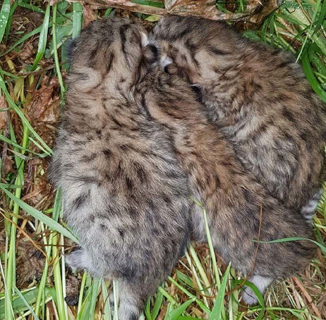 19-04/24/leopar-3-1556105329