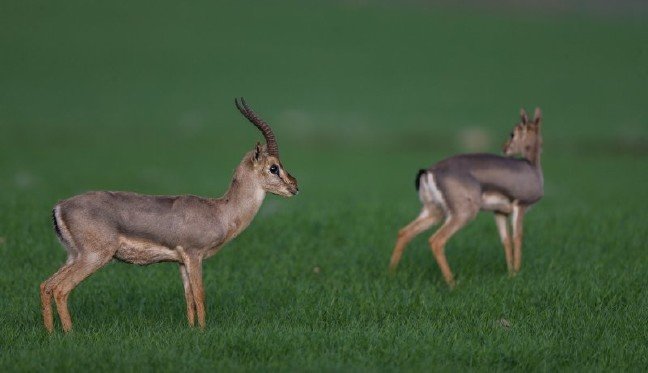 19-06/04/2-1559662629