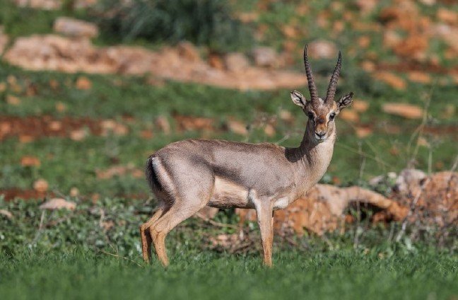 19-06/04/3-1559662621