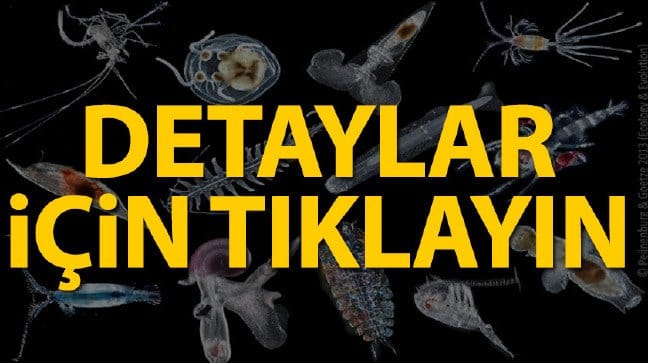 19-06/15/zooplankton-nedir-iste-cesitlerijpgg