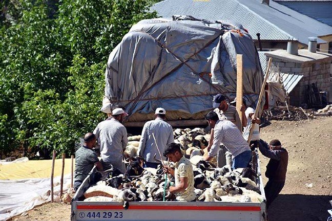 19-07/16/mustan-kurbanlik-sevkiyati-basladi_9772_dhaphoto3