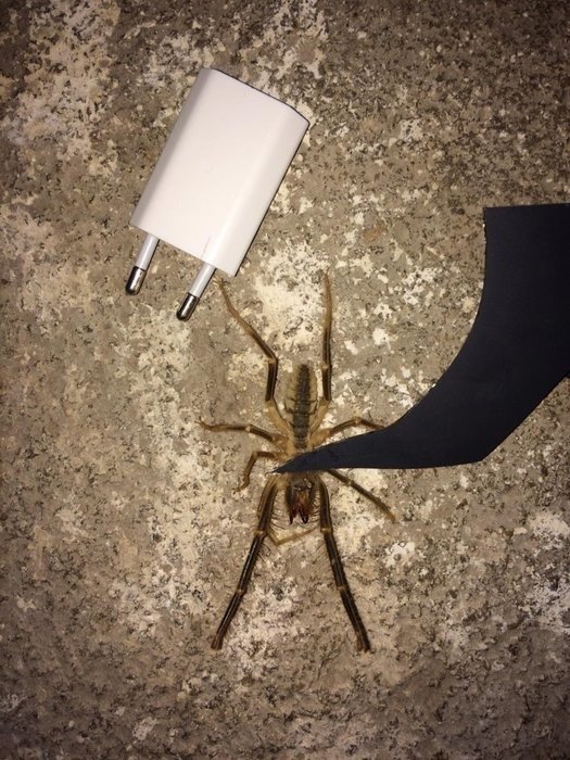 19-07/26/0x0-13-santimetre-uzunlugundaki-zehirli-orumcek-tedirgin-etti-1564166267004