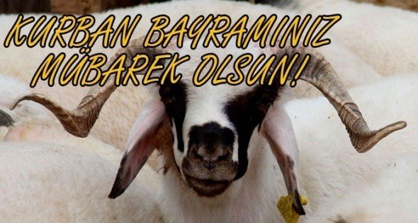 19-08/10/kurban-2