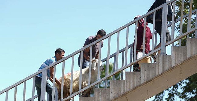 19-08/11/ana-manset-1565513830