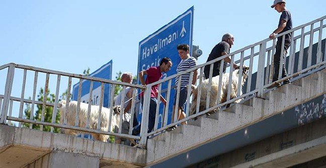 19-08/11/ana-manset-1565513855