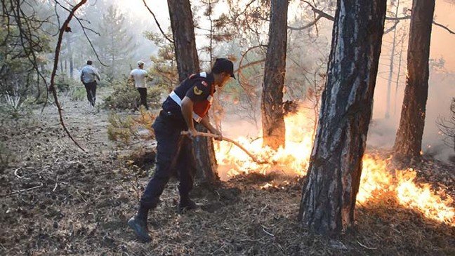 19-08/14/eskisehirde-orman-yangini-2-_3516_dhaphoto1