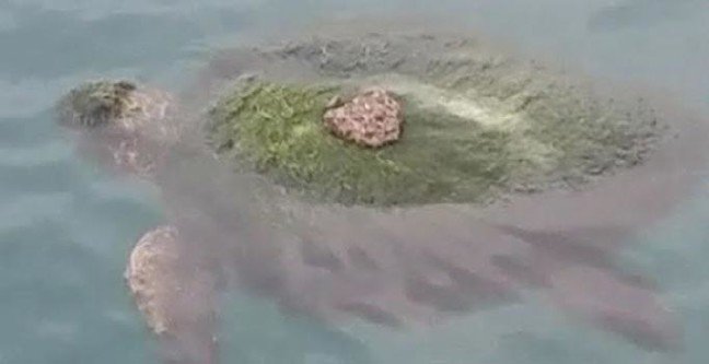 19-08/22/caretta-caretta-1566478167