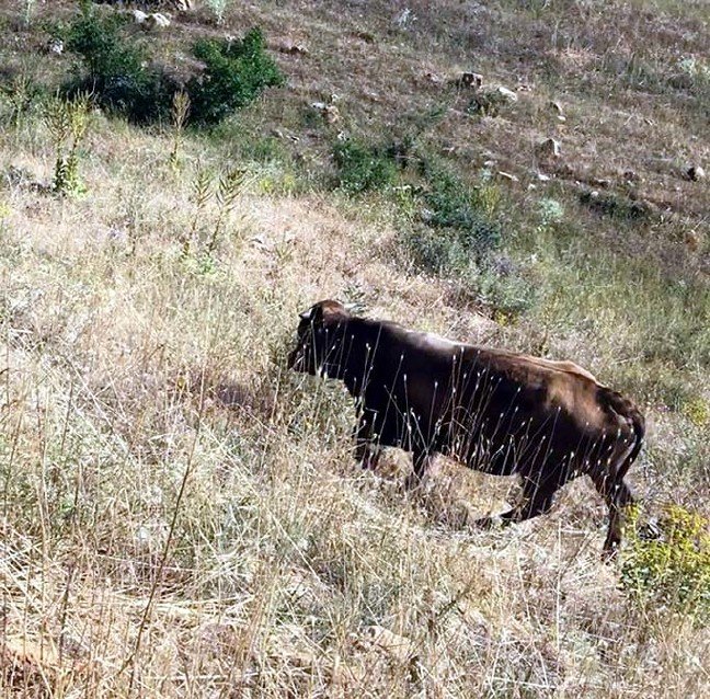 19-09/03/kurban-bayraminda-kesilmekten-kacan-bogayaylada-bulundu_3553_dhaphoto2