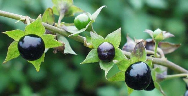 19-11/04/ana-manset-2-1572857384