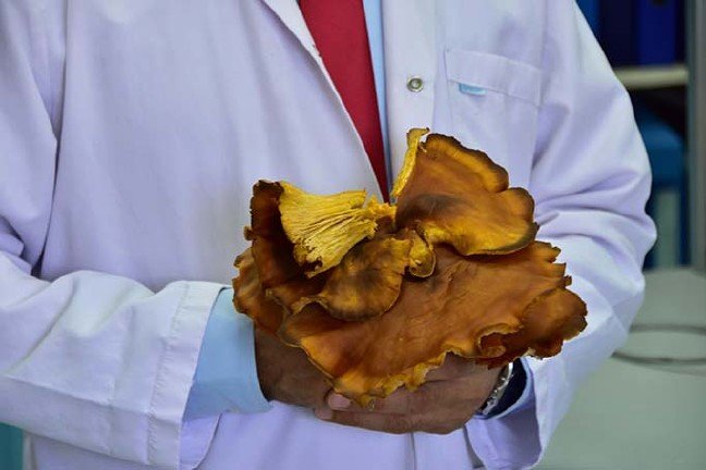 19-11/07/kizi-oldu-anne-18-gundur-yasam-savasi-veriyor-dunyanin-en-zehirli-mantarini-yemisler_8504_dhaphoto6