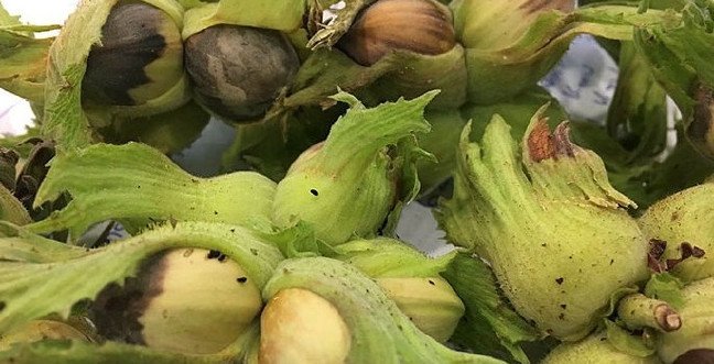 19-11/14/kokarca-bocegijpgg